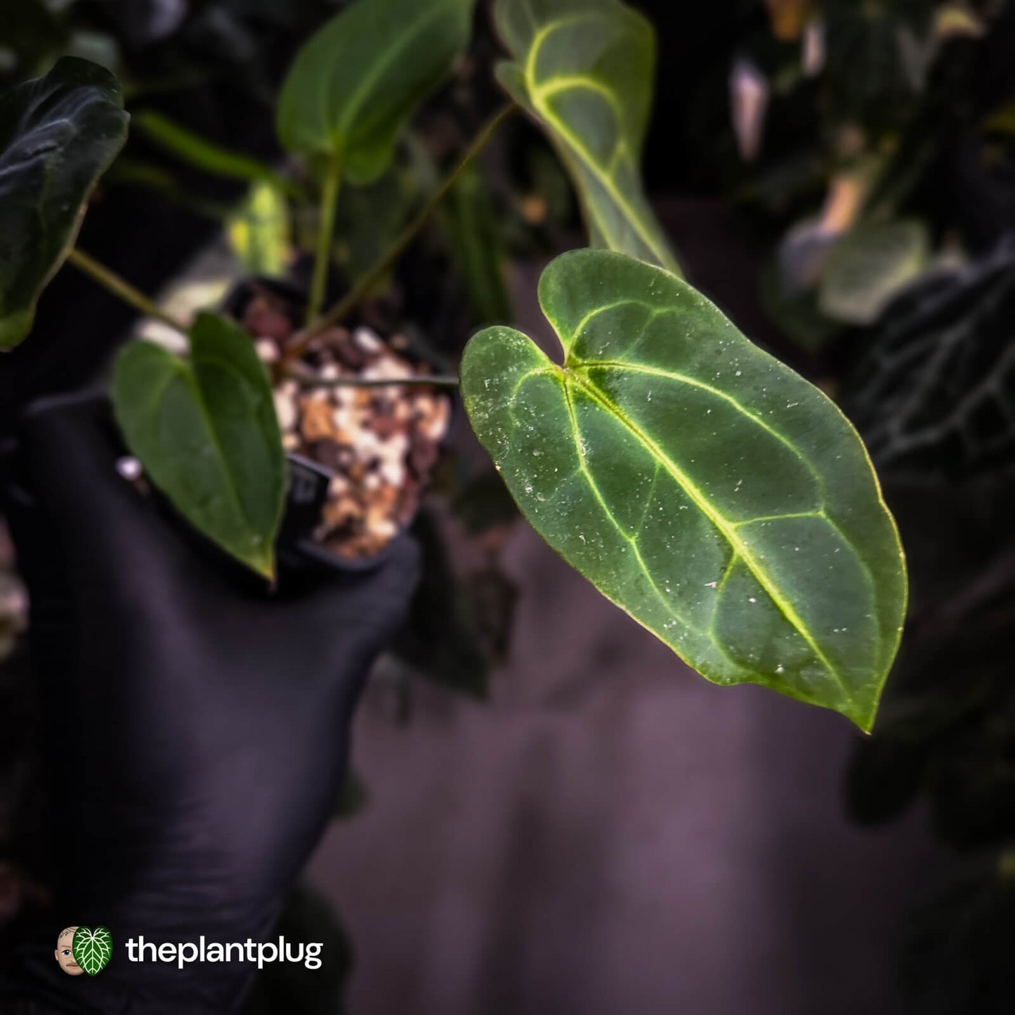 Anthurium 'Dark Mama' x besseae aff 'Red'