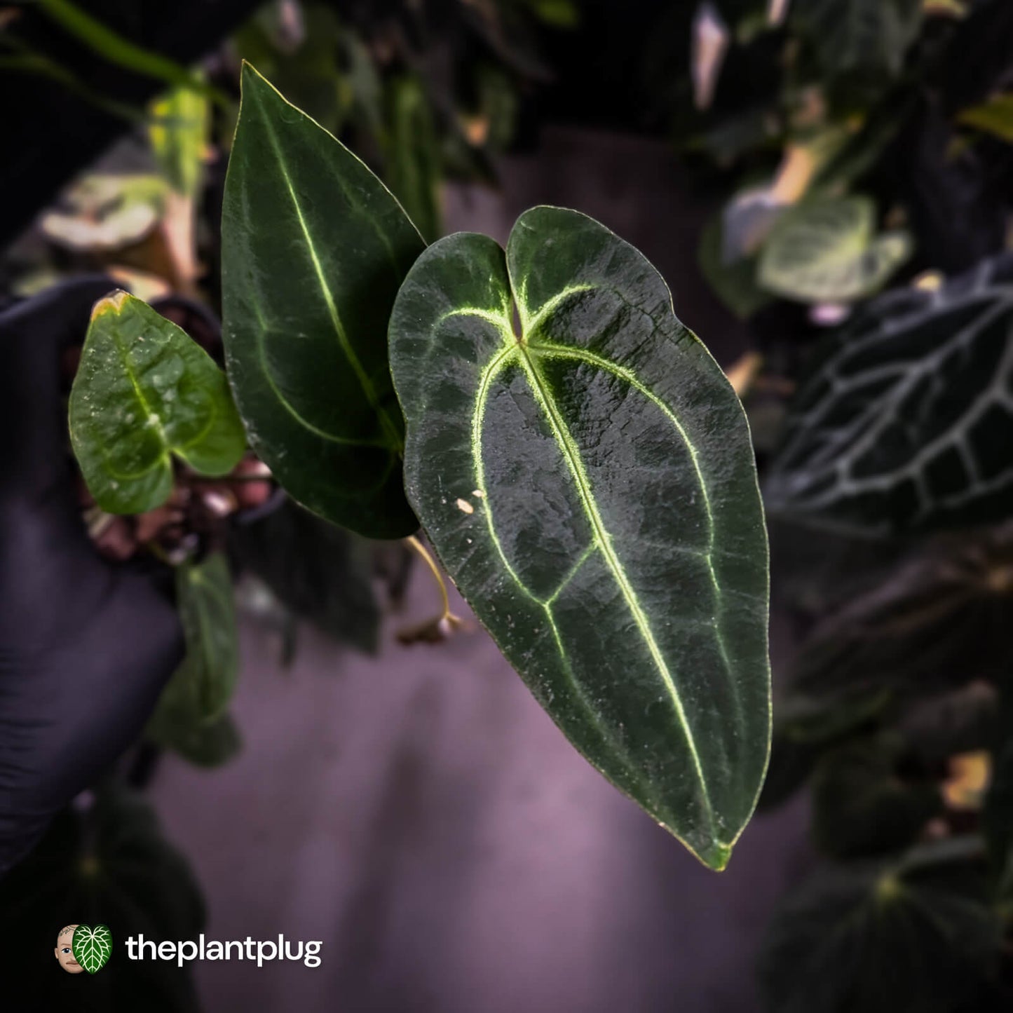 Anthurium 'Dark Mama' x besseae aff 'Red'