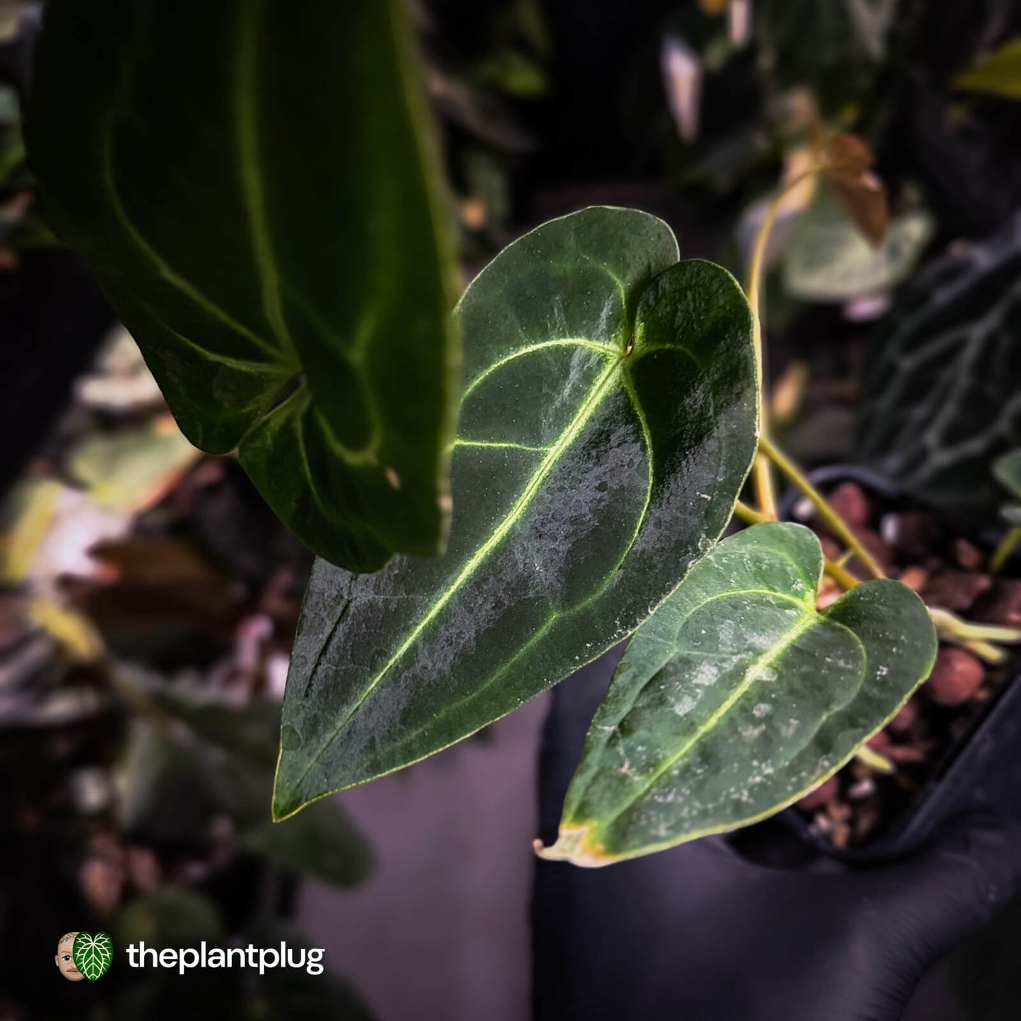 Anthurium 'Dark Mama' x besseae aff 'Red'