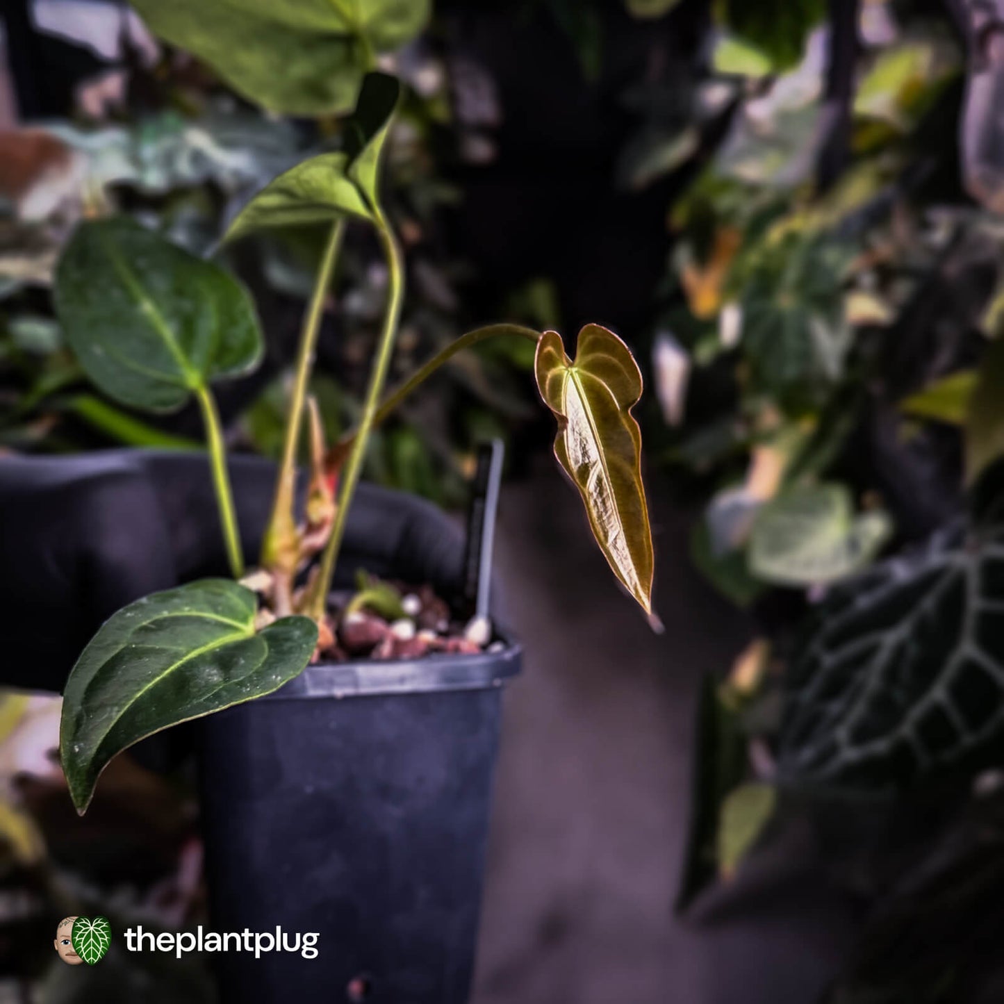 Anthurium 'Dark Mama' x besseae aff 'Red'
