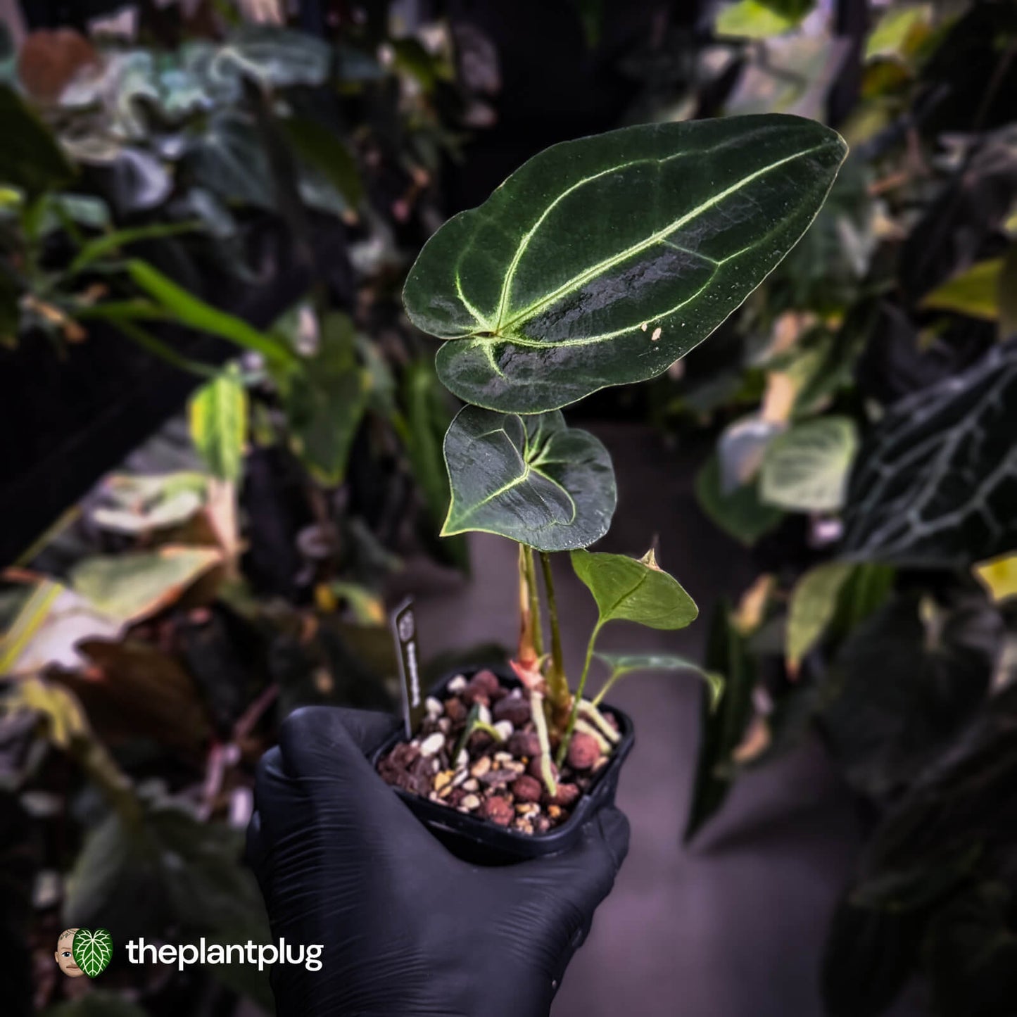 Anthurium 'Dark Mama' x besseae aff 'Red'