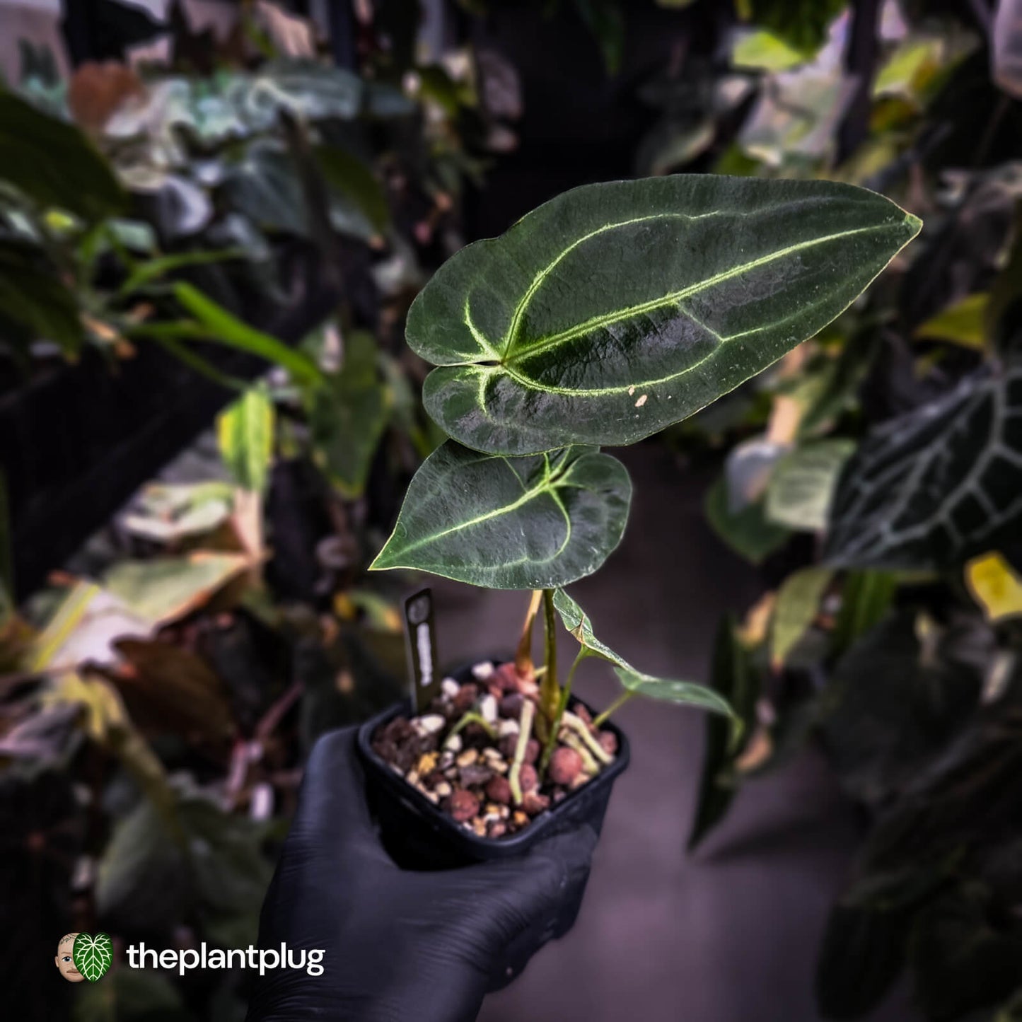 Anthurium 'Dark Mama' x besseae aff 'Red'