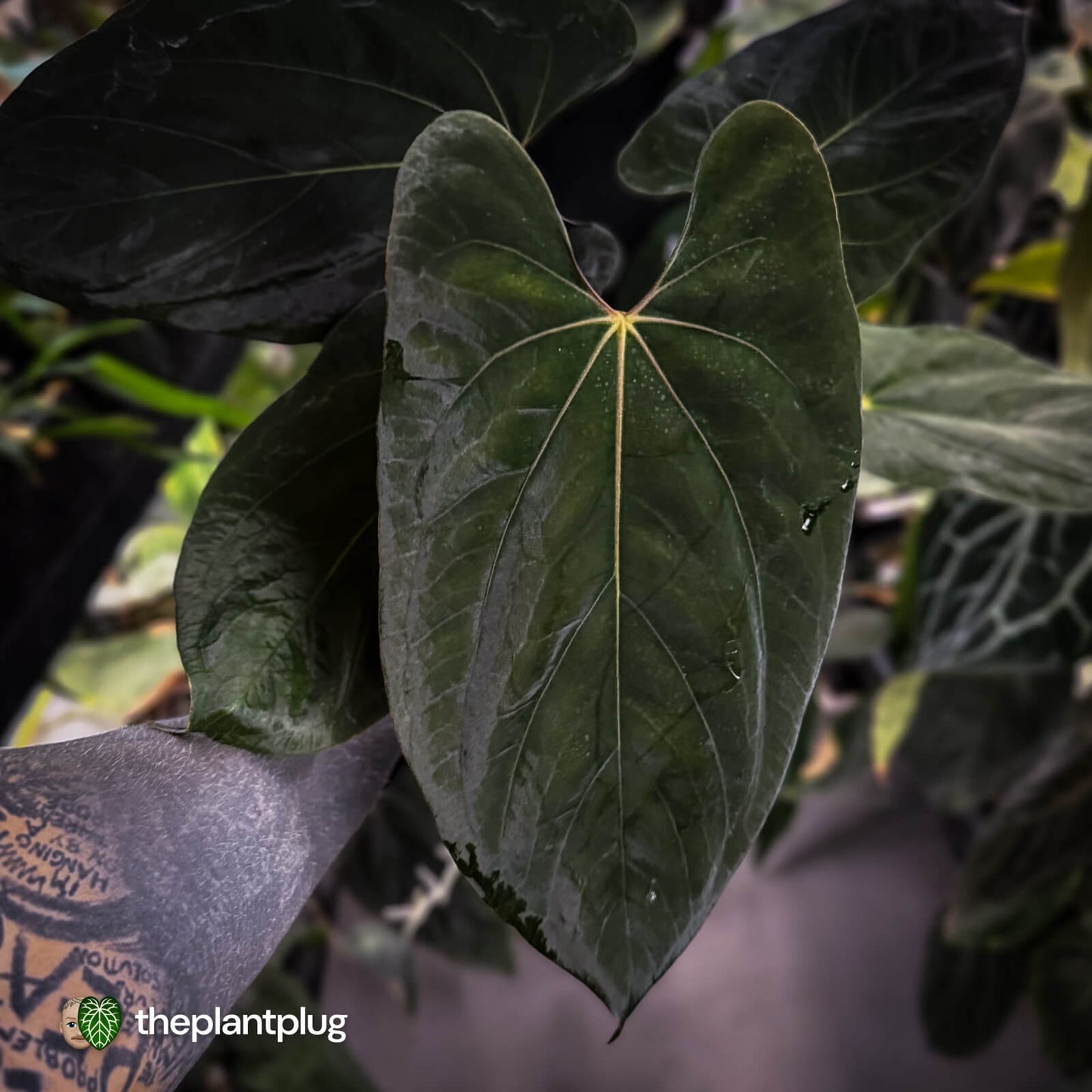 Anthurium papillilaminum 'RL' s1 x 'Black Cherry' • XL select plant