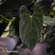 Anthurium papillilaminum 'RL' s1 x 'Black Cherry' • XL select plant