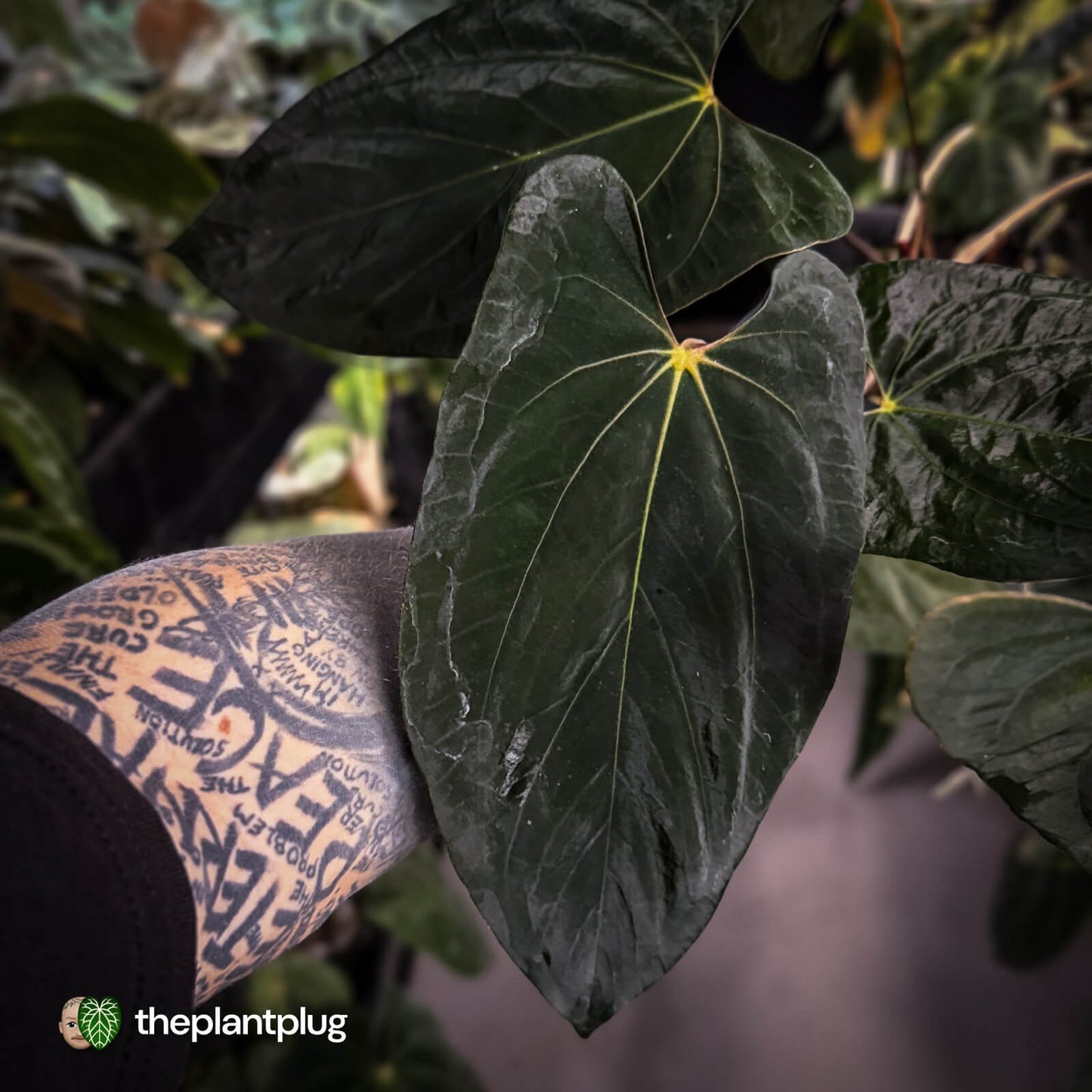 Anthurium papillilaminum 'RL' s1 x 'Black Cherry' • XL select plant