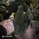 Anthurium papillilaminum 'RL' s1 x 'Black Cherry' • XL select plant