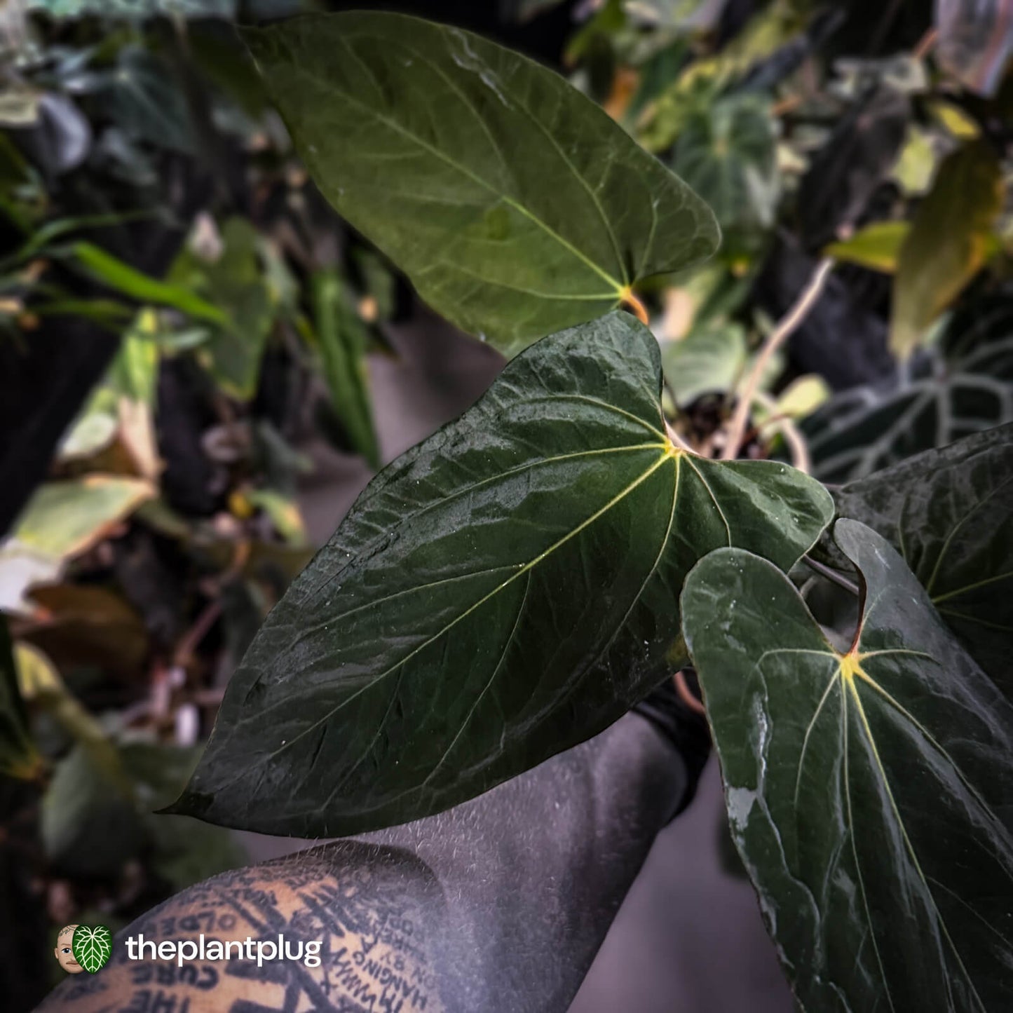 Anthurium papillilaminum 'RL' s1 x 'Black Cherry' • XL select plant