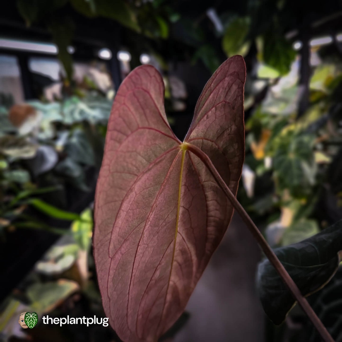 Anthurium papillilaminum 'RL' s1 x 'Black Cherry' • XL select plant