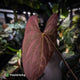Anthurium papillilaminum 'RL' s1 x 'Black Cherry' • XL select plant