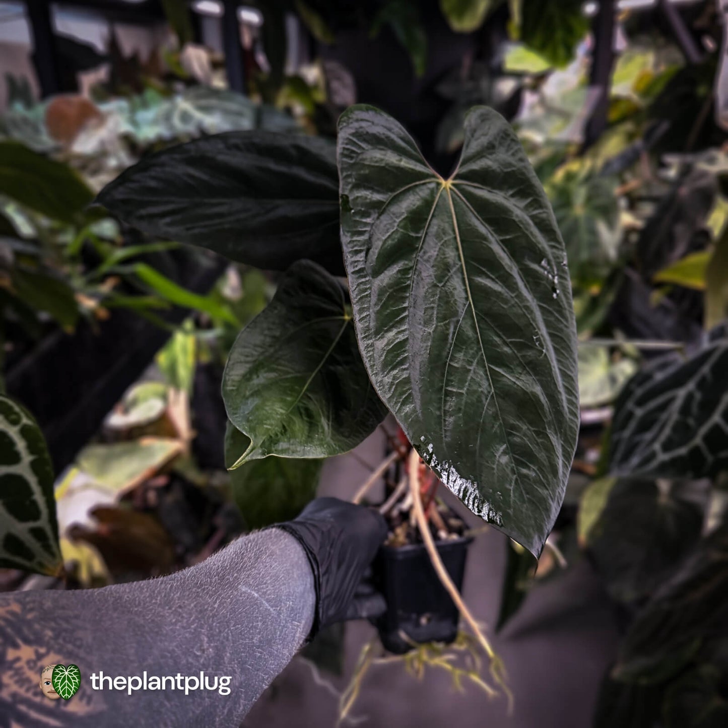 Anthurium papillilaminum 'RL' s1 x 'Black Cherry' • XL select plant