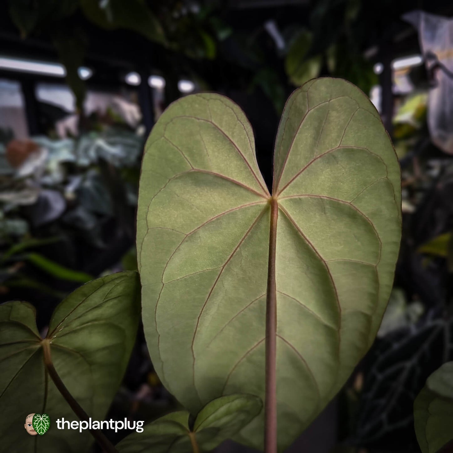 Anthurium carlablackiae 'TPP1' x (pap x dress, ex. JS) • select XL plant