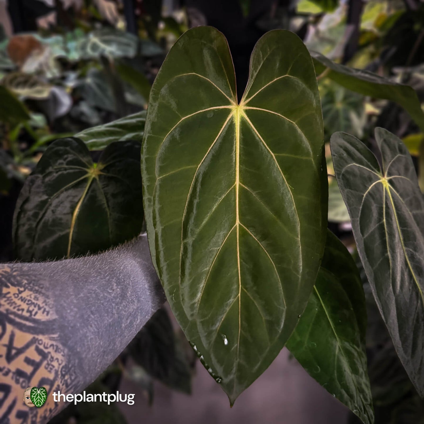 Anthurium carlablackiae 'TPP1' x (pap x dress, ex. JS) • select XL plant