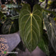 Anthurium carlablackiae 'TPP1' x (pap x dress, ex. JS) • select XL plant