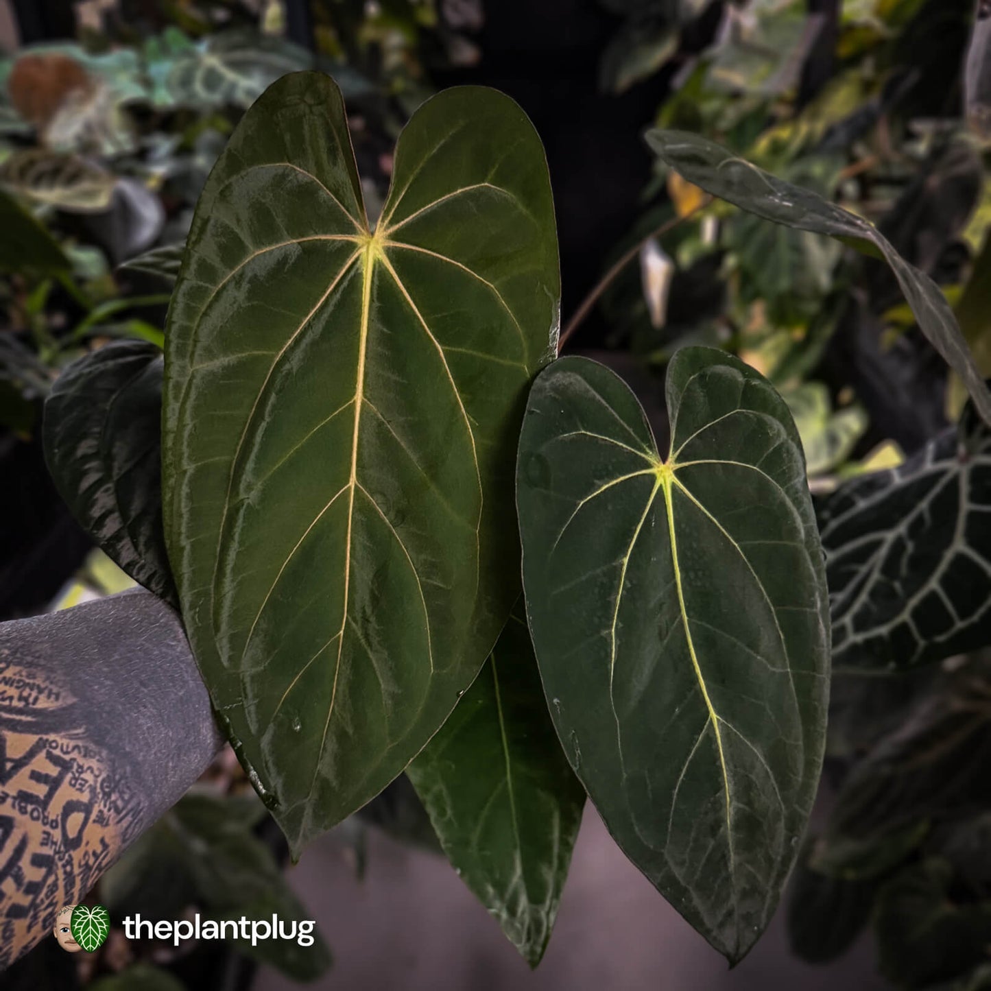 Anthurium carlablackiae 'TPP1' x (pap x dress, ex. JS) • select XL plant