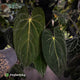 Anthurium carlablackiae 'TPP1' x (pap x dress, ex. JS) • select XL plant