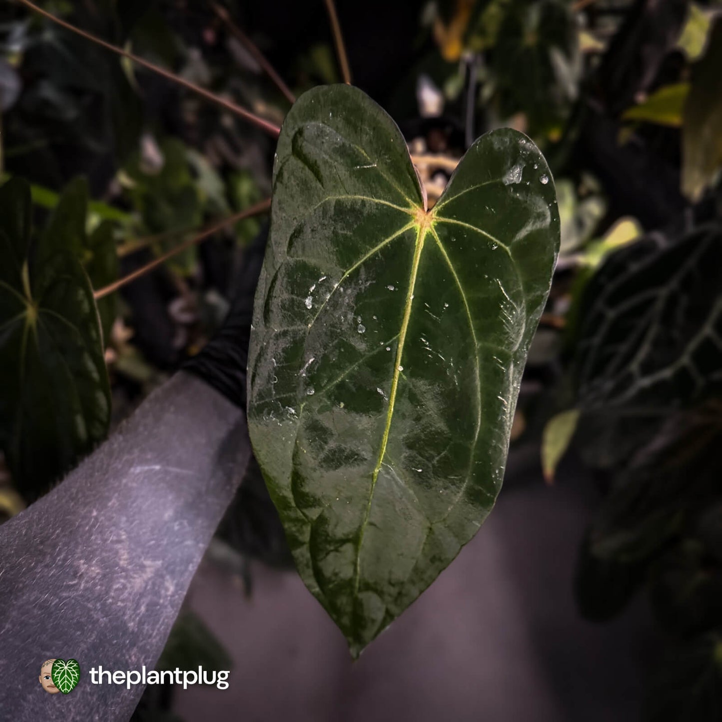 Anthurium carlablackiae 'TPP1' x (pap x dress, ex. JS) • select XL plant