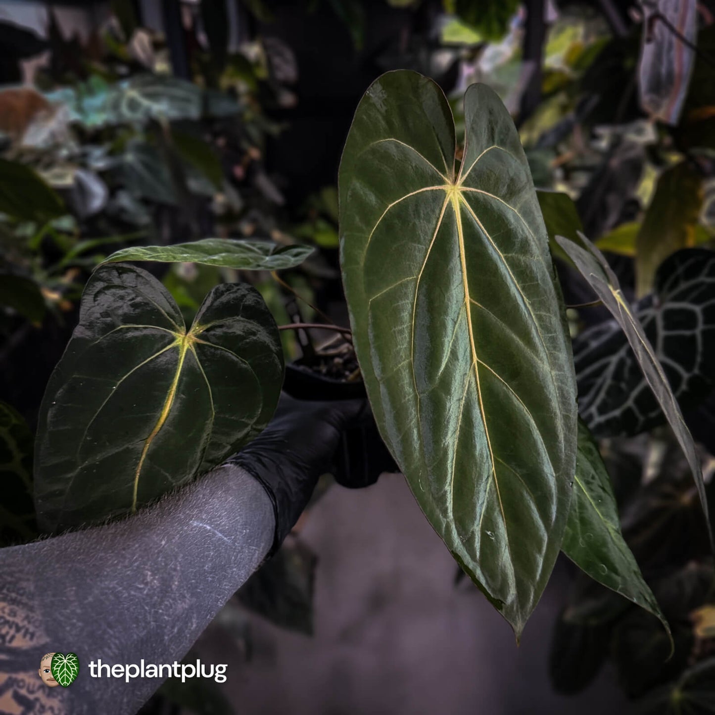 Anthurium carlablackiae 'TPP1' x (pap x dress, ex. JS) • select XL plant