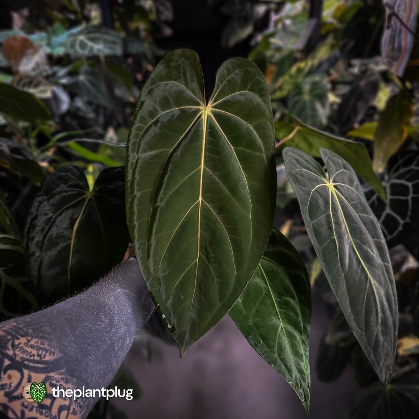 Anthurium carlablackiae 'TPP1' x (pap x dress, ex. JS) • select XL plant