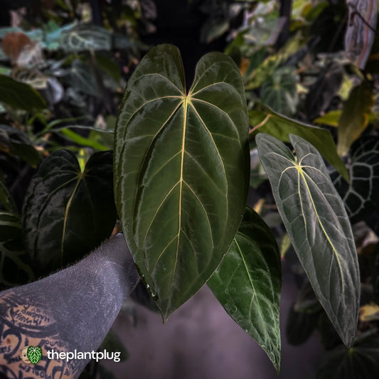 Anthurium carlablackiae 'TPP1' x (pap x dress, ex. JS) • select XL plant