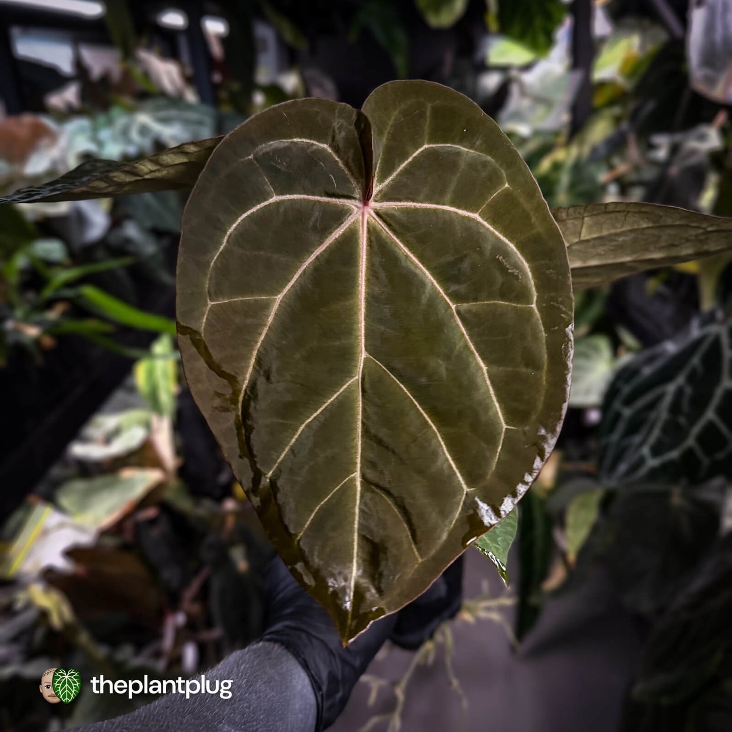 Anthurium 'Jayda' x ('SKG Silver' x 'Red Crystal) • select XL plant