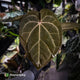 Anthurium 'Jayda' x ('SKG Silver' x 'Red Crystal) • select XL plant