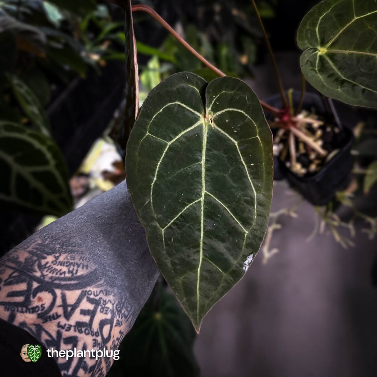 Anthurium 'Jayda' x ('SKG Silver' x 'Red Crystal) • select XL plant