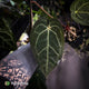 Anthurium 'Jayda' x ('SKG Silver' x 'Red Crystal) • select XL plant