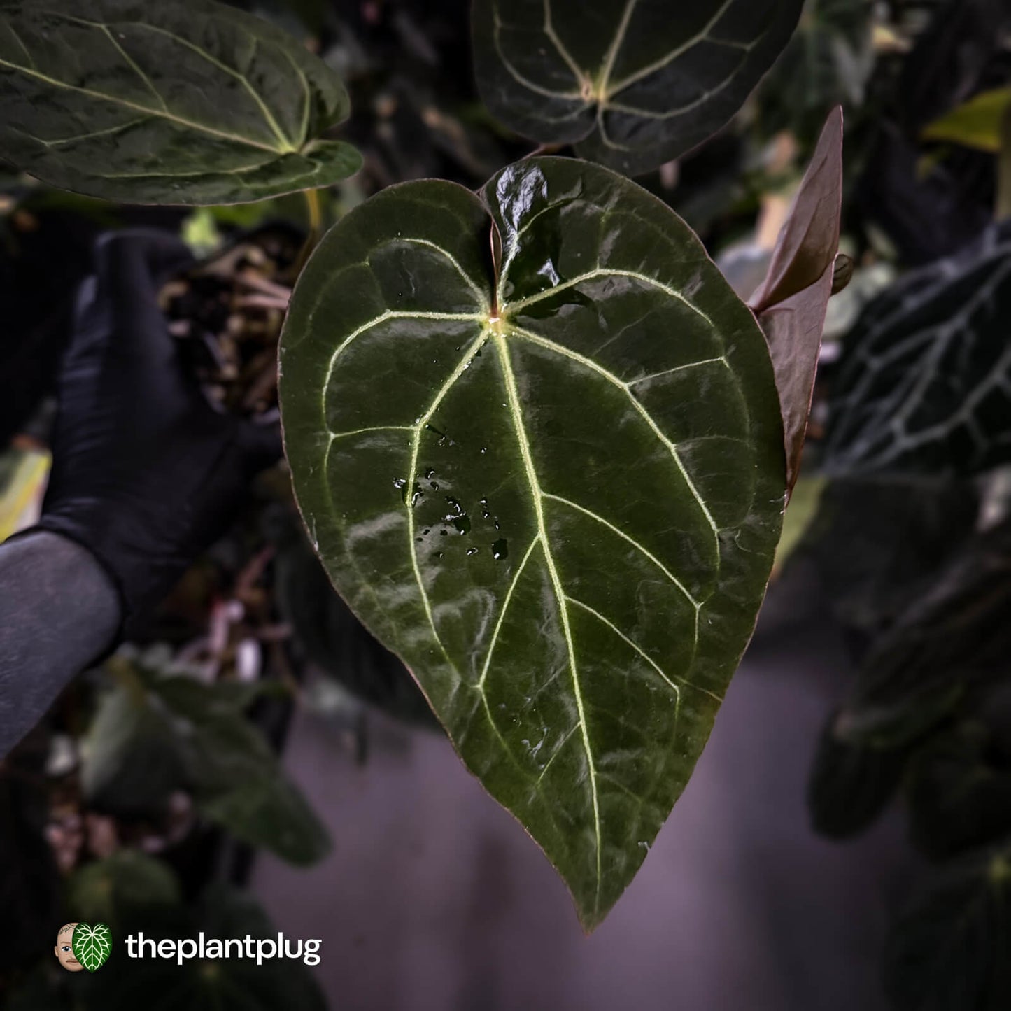 Anthurium 'Jayda' x ('SKG Silver' x 'Red Crystal) • select XL plant