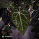 Anthurium 'Jayda' x ('SKG Silver' x 'Red Crystal) • select XL plant