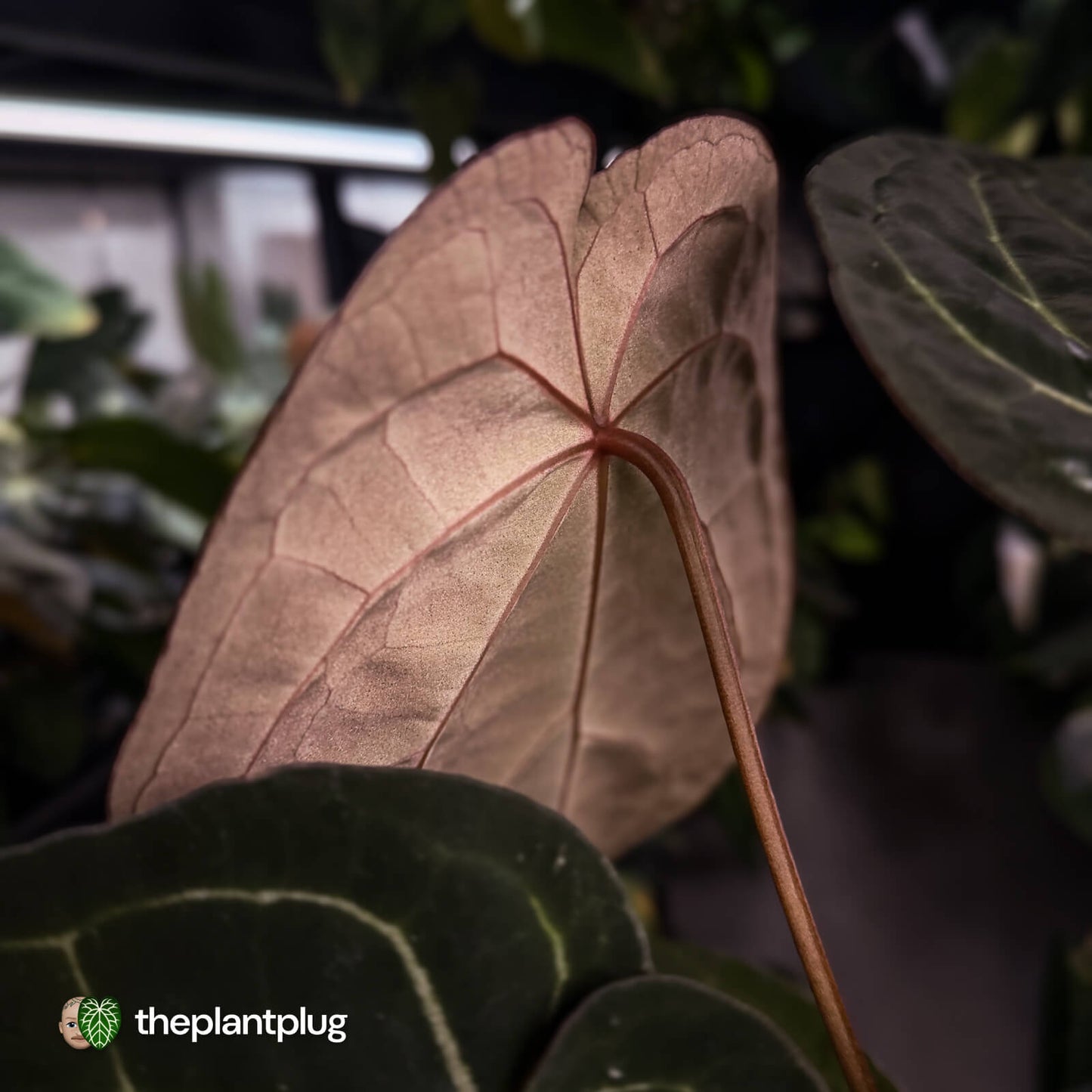 Anthurium 'Jayda' x ('SKG Silver' x 'Red Crystal) • select XL plant