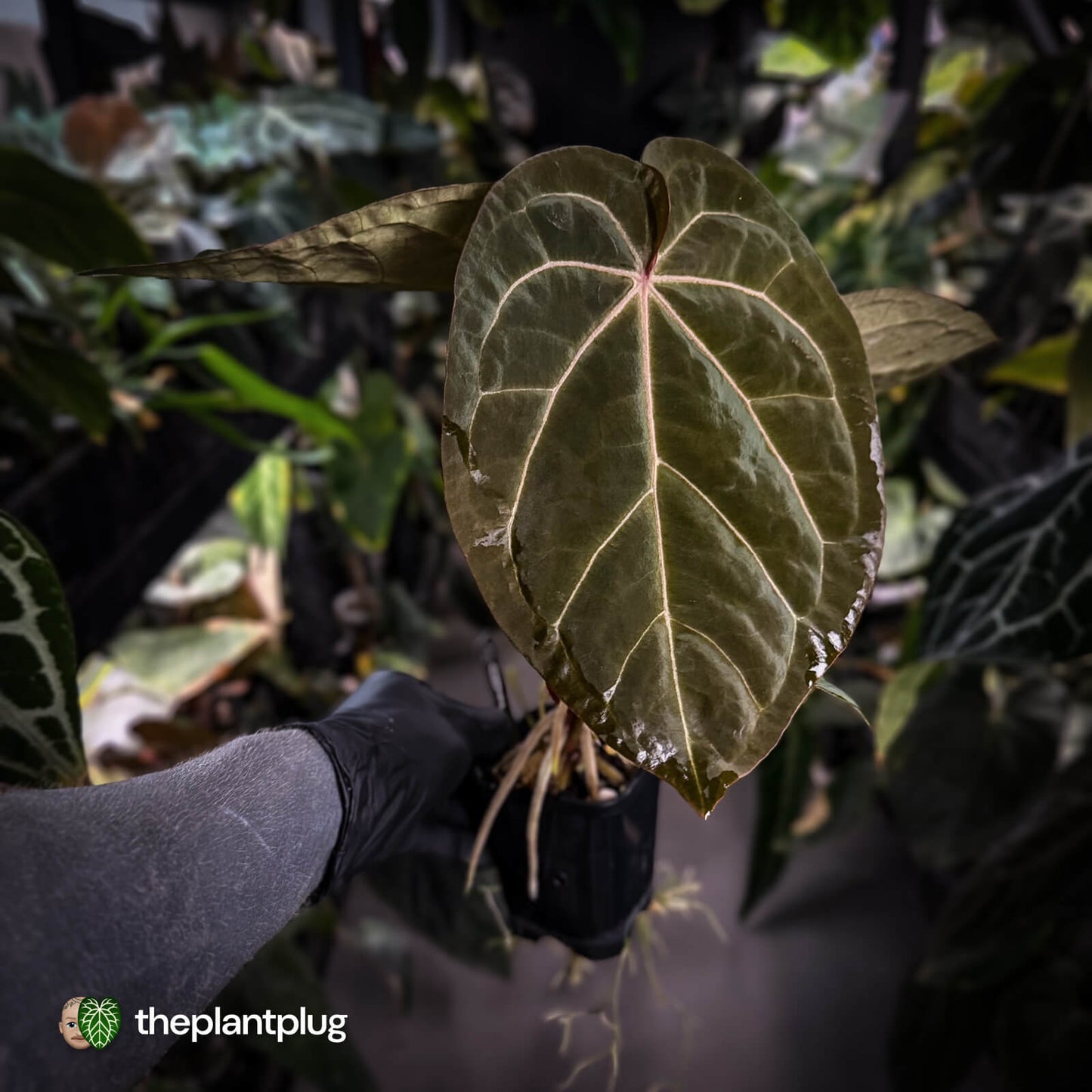 Anthurium 'Jayda' x ('SKG Silver' x 'Red Crystal) • select XL plant