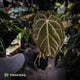 Anthurium 'Jayda' x ('SKG Silver' x 'Red Crystal) • select XL plant