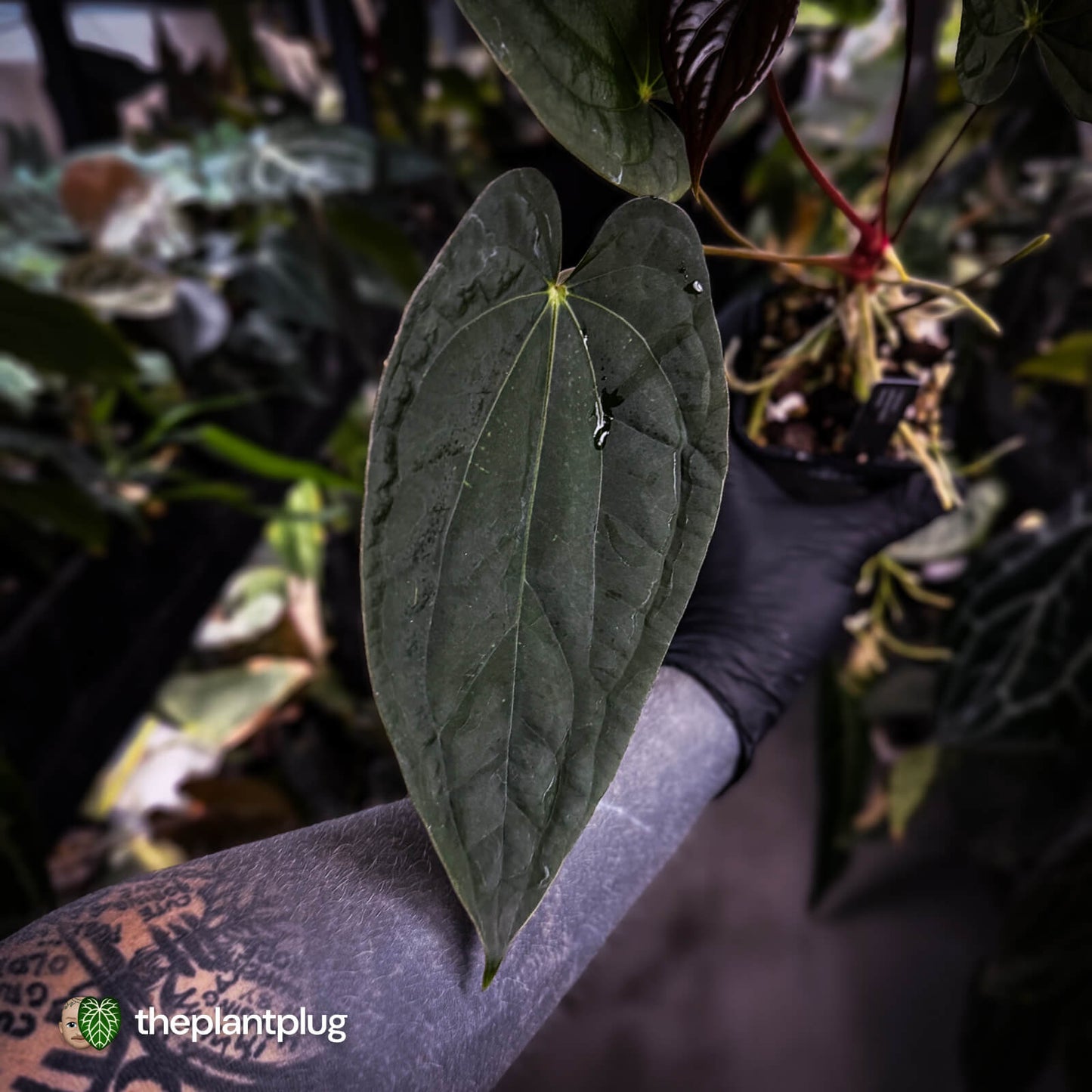 Anthurium 'Michelin Man' x (papillilaminum x luxurians) • gorgeous emergents