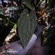 Anthurium 'Michelin Man' x (papillilaminum x luxurians) • gorgeous emergents