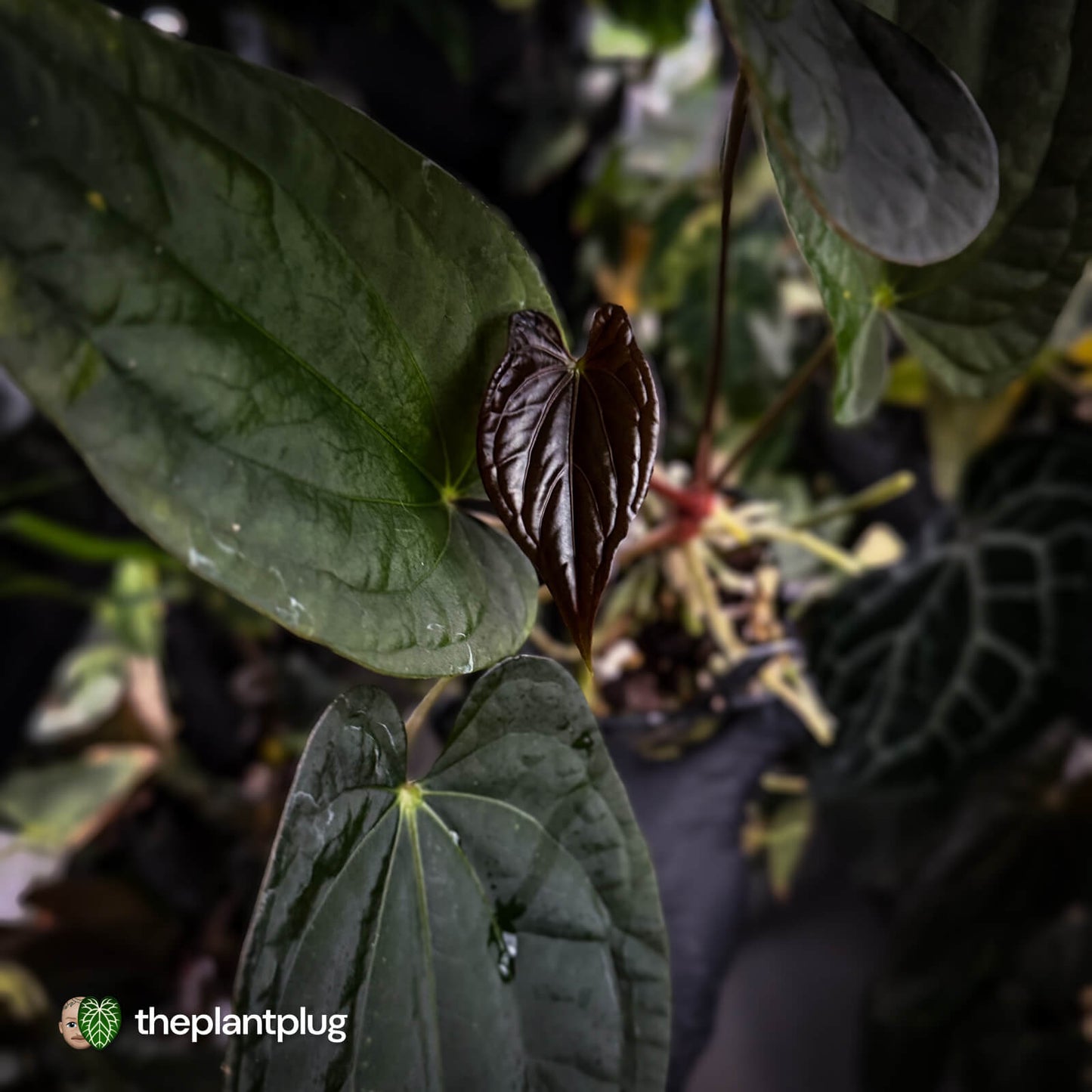 Anthurium 'Michelin Man' x (papillilaminum x luxurians) • gorgeous emergents