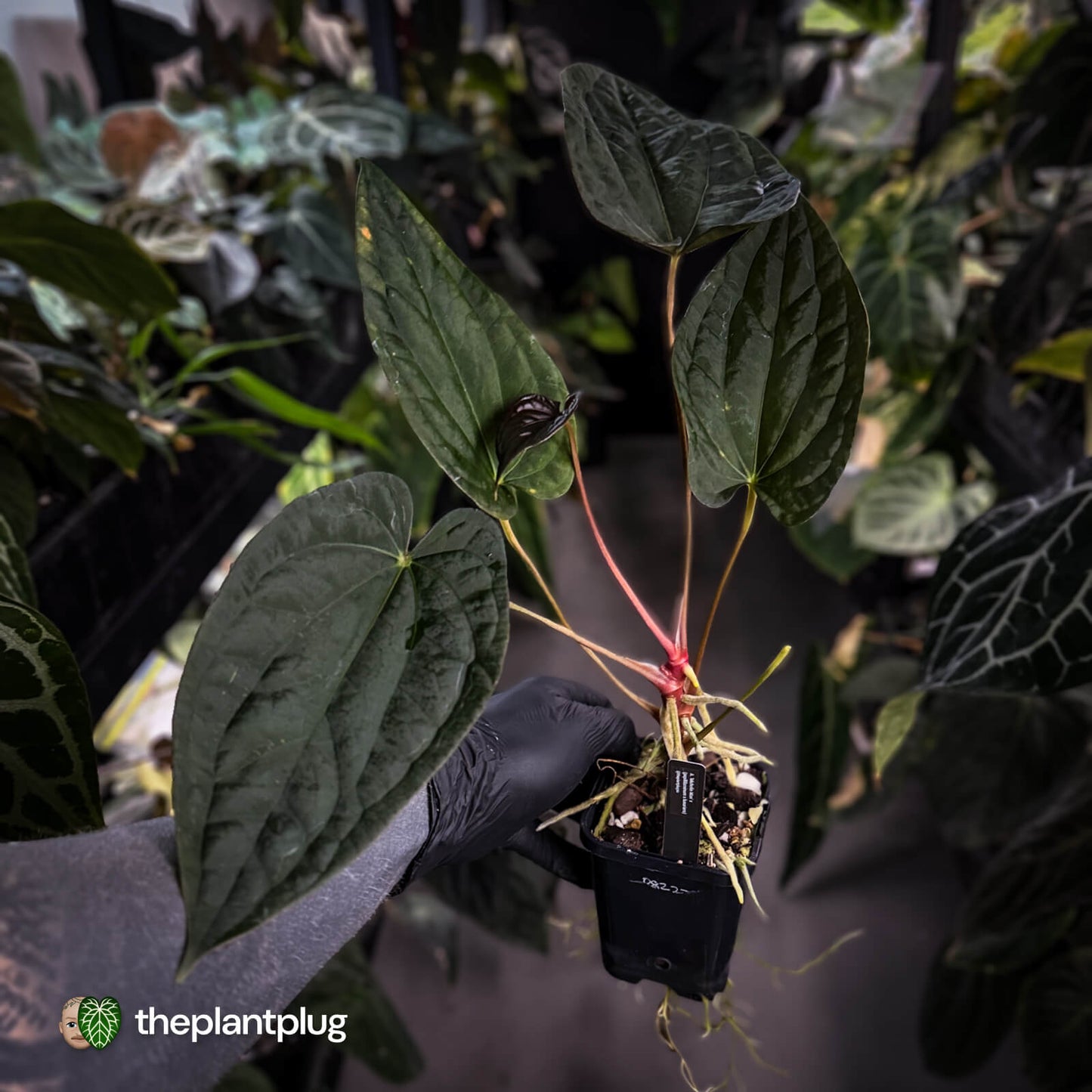 Anthurium 'Michelin Man' x (papillilaminum x luxurians) • gorgeous emergents