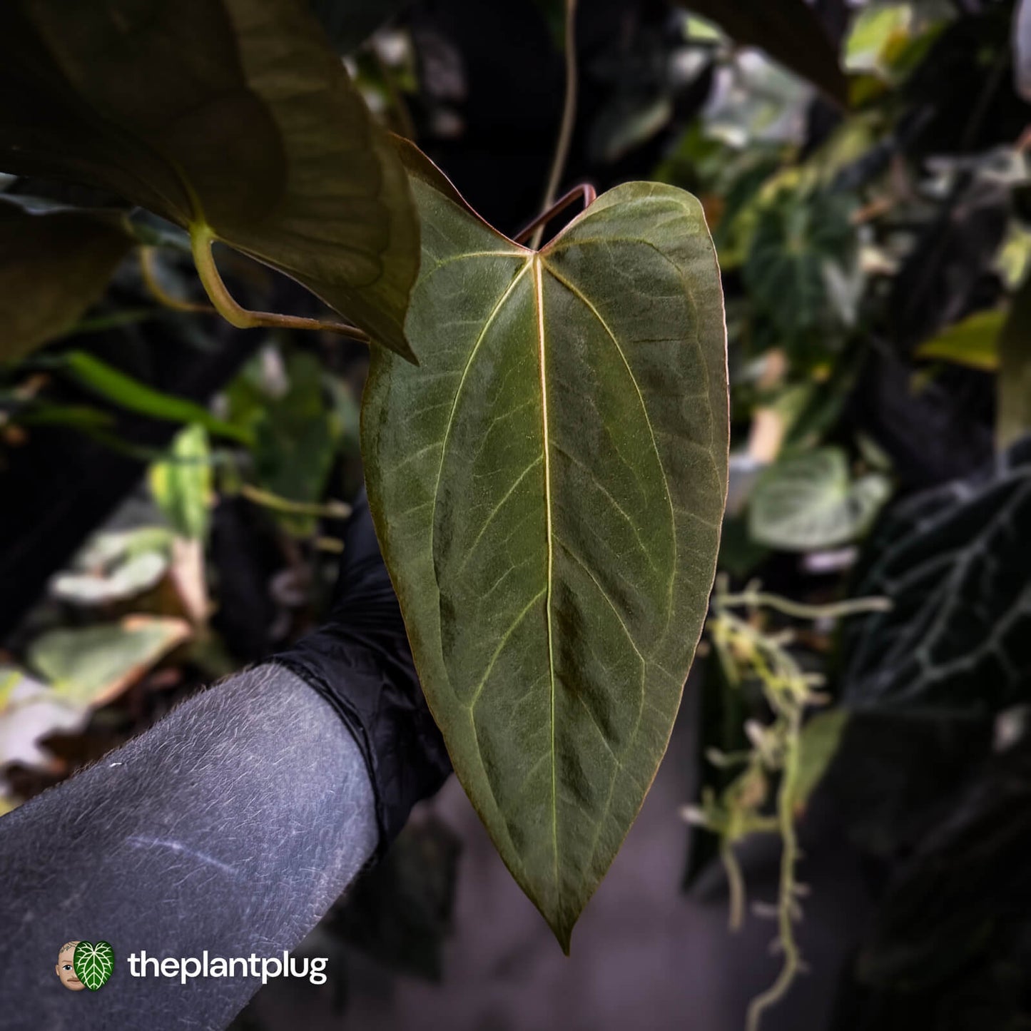 Anthurium (subsignatum x papillilaminum 'Marie') x #Calculus • wide sinus XL plant
