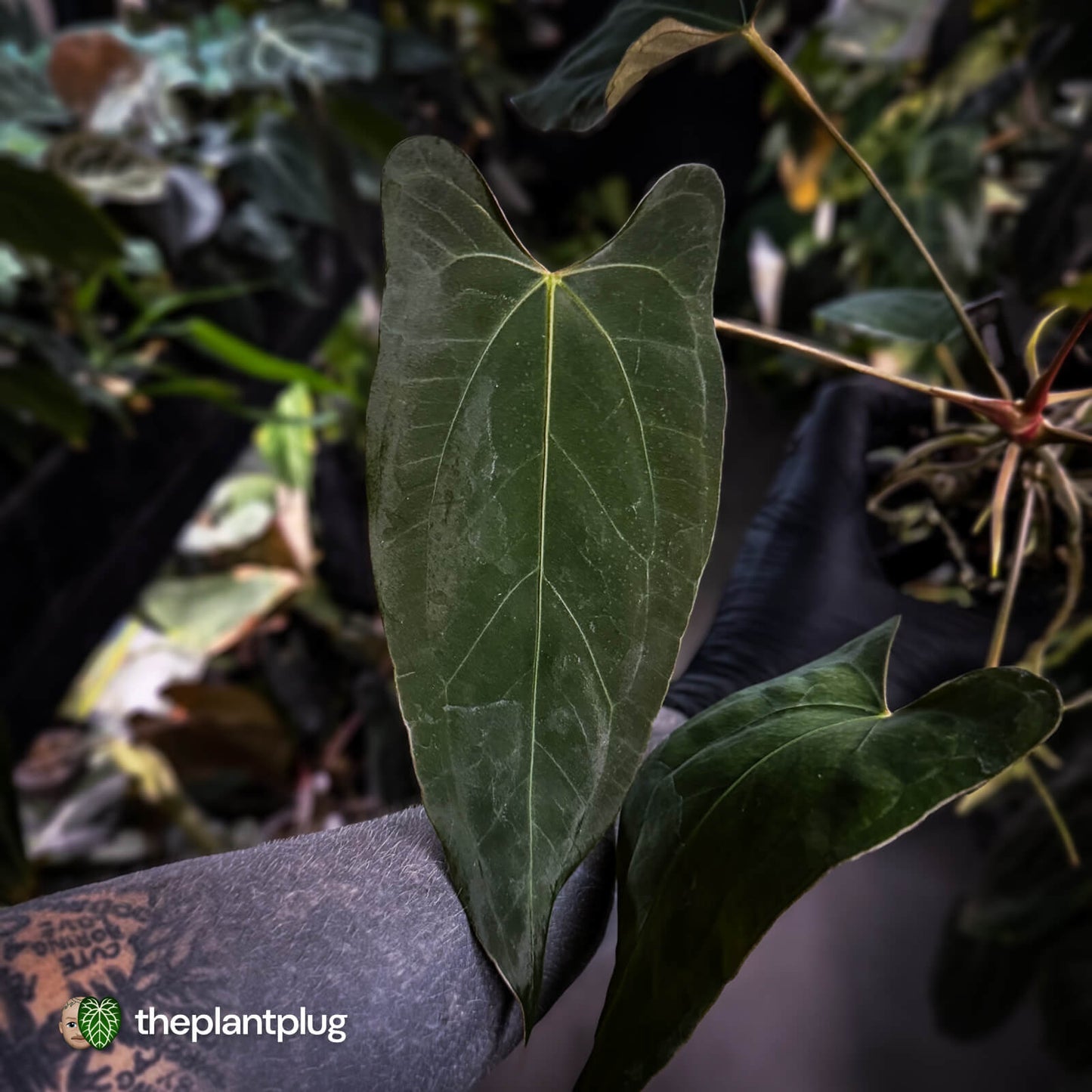 Anthurium (subsignatum x papillilaminum 'Marie') x #Calculus • wide sinus XL plant