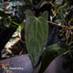 Anthurium (subsignatum x papillilaminum 'Marie') x #Calculus • wide sinus XL plant