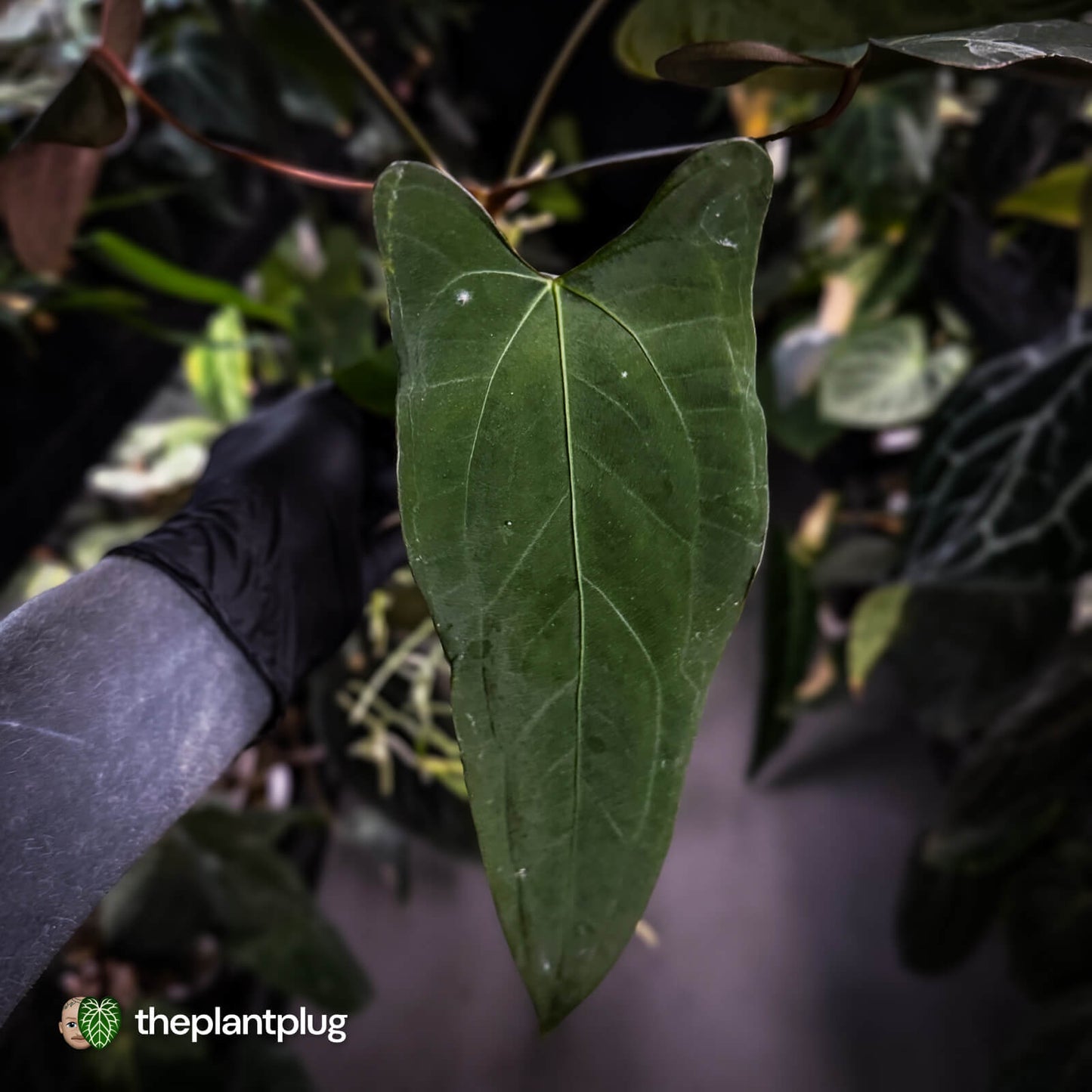 Anthurium (subsignatum x papillilaminum 'Marie') x #Calculus • wide sinus XL plant