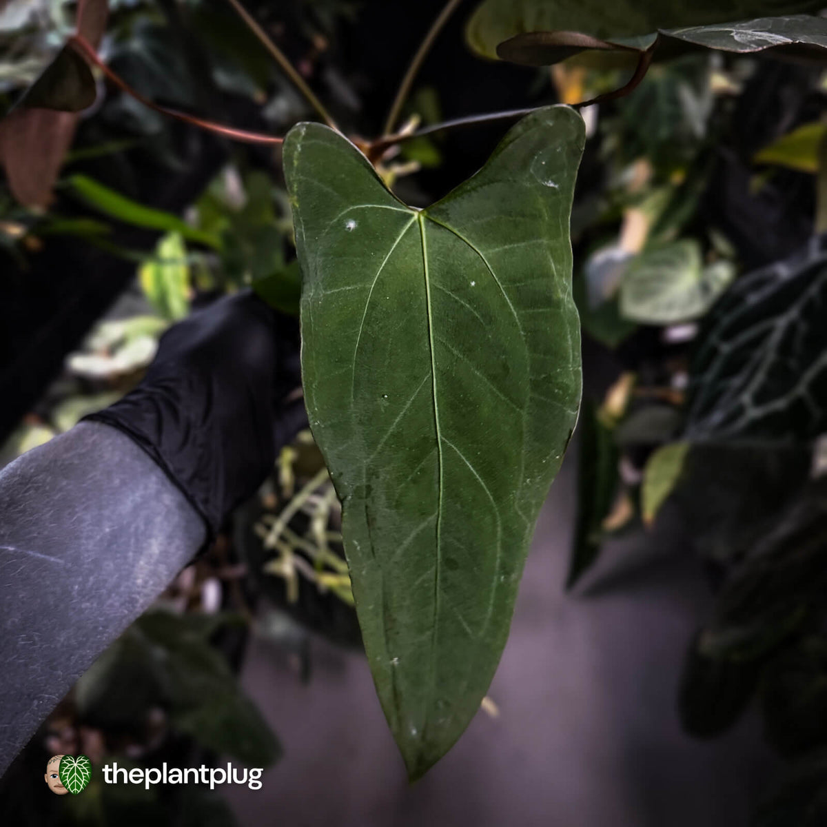 Anthurium (subsignatum x papillilaminum 'Marie') x #Calculus • wide sinus XL plant