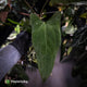Anthurium (subsignatum x papillilaminum 'Marie') x #Calculus • wide sinus XL plant