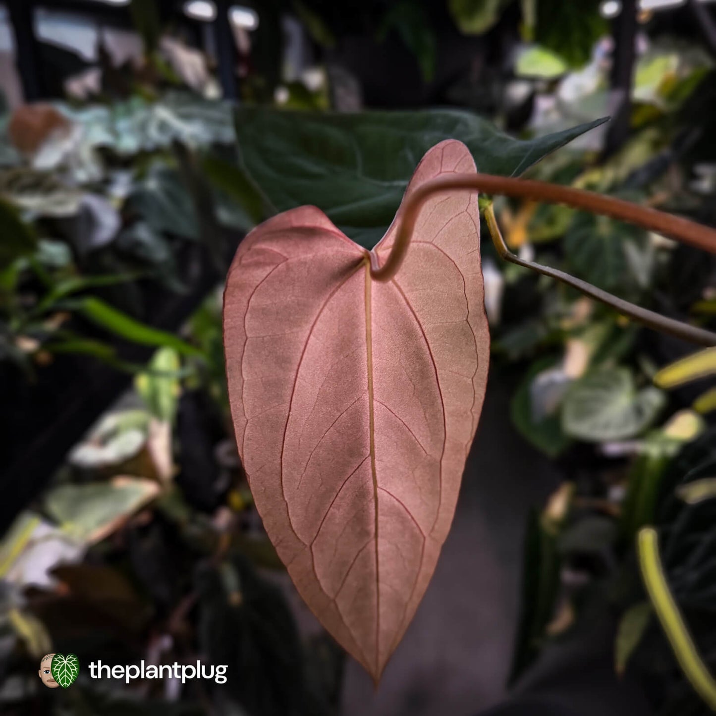 Anthurium (subsignatum x papillilaminum 'Marie') x #Calculus • wide sinus XL plant