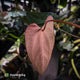 Anthurium (subsignatum x papillilaminum 'Marie') x #Calculus • wide sinus XL plant