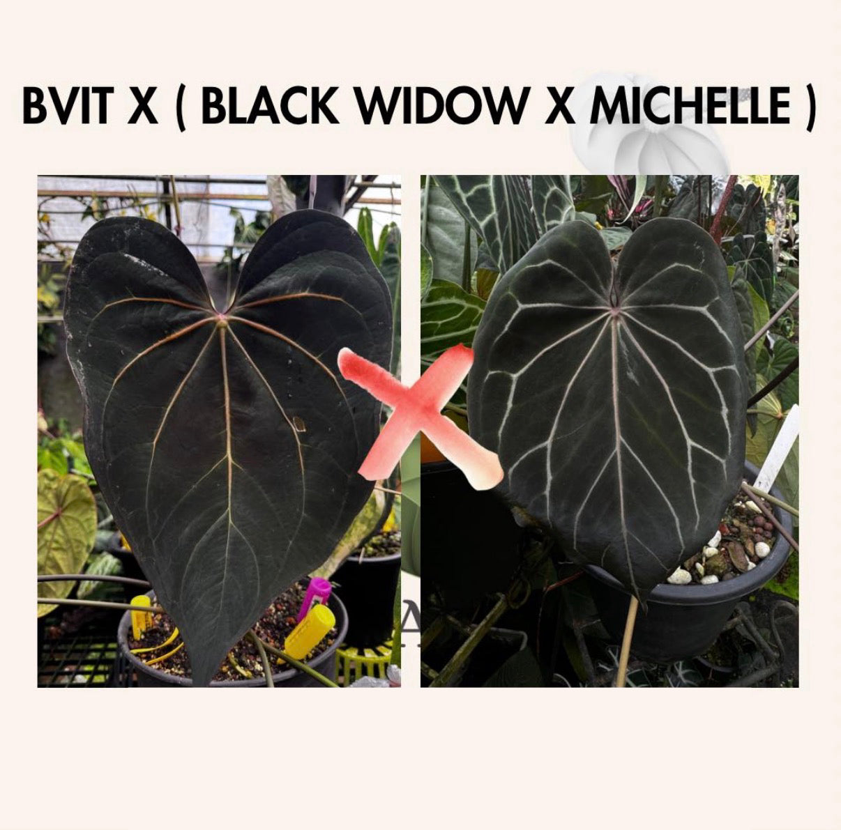 Anthurium 'BVIT' x ('Black Widow' x 'Michelle') 🔥