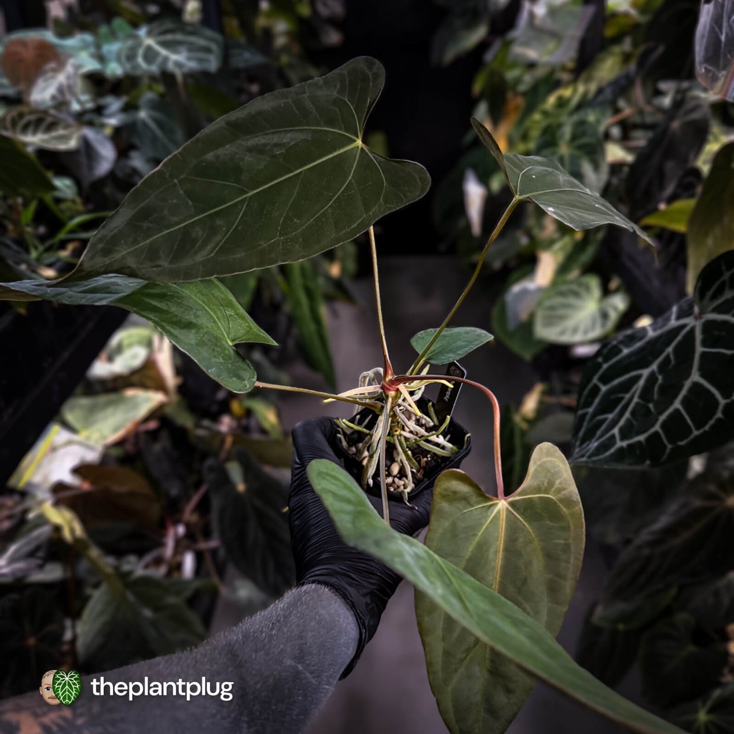 Anthurium (subsignatum x papillilaminum 'Marie') x #Calculus • wide sinus XL plant