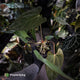 Anthurium (subsignatum x papillilaminum 'Marie') x #Calculus • wide sinus XL plant