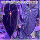 Anthurium black papillilaminum x (FSRL x FSxself)