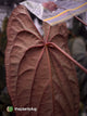 Anthurium #TwinPhoenix 'Narrow' • select clone