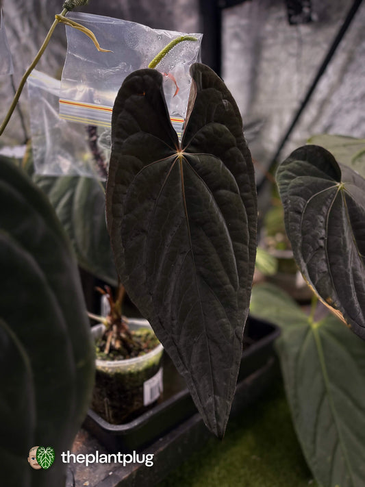 Anthurium #TwinPhoenix 'Narrow' • select clone